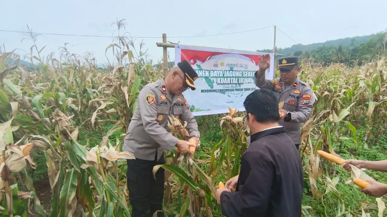 Panen Jagung Serentak Kuartal Iii Di Desa Talikuran Dukung Swasembada Pangan 2025